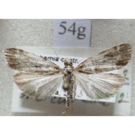 Eudonia mercurella (Linnaeus, 1758) Mietliczka znaczona Czech54g